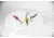 Lunkerhunt Rattle Spud Bait, Silver Chartreuse, 1/8 oz, RS105