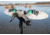 Mojo Green Wing Teal Decoy, Elite Series HW2474
