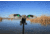 Mojo Green Wing Teal Decoy, Elite Series HW2474