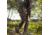 Muck Boots Wetland Field Boot - Mens, Tan/Bark, 5, WET-998K-TN-050