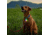 Nite Ize SpotLit Rechargeable Collar Light, Disc-O Tech, PSLGSR-07S-R6