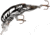 Rebel Lures Rebel Teeny Wee Crawfish Bait 1 1/2in, 1/10 oz, Floating, Chrome Blackback, F7701