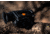 RIX Stride ST6 Lite Thermal Imaging Monocular, Black, Medium, RIX STRIDE ST6 Lite