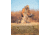 Rothco X Bear Archery Fred Bear Camo Every Day Hoodie, XL, 19070-XL