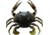 Savage Gear 3D TPE Crab Soft Bait, Pack of 1, 1in, Natural Peeler, 1587138