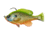 Savage Gear Pulse Tail Bluegill RTF Soft Bait, Pack of 1, 3in, Chartreuse Gill, 1586277