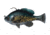 Savage Gear Pulse Tail Bluegill RTF Soft Bait, Pack of 1, 3in, Crappie, 1586282