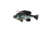 Savage Gear Pulse Tail Bluegill RTF Soft Bait, Pack of 1, 4in, Light Gill, 1585588