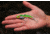 SteelShad 3/8 oz Blade Bait, Perch/Firetiger, SSL-10004