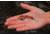 SteelShad 3/8 oz Blade Bait, Red/Crawfish, SSL-10005