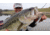 SteelShad XL Bait, 3/4 Oz, Silver/Chrome, SSL-10012