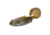 Strike King Rage Buzz Minnow, Bluegill, 3.75in, RGBZM-234