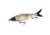 Strike King Hustlin Hog Hard Bait