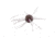 Strike King Tumbleweed Salted Softbait, 4 pack, 3in, Grape Whiskey, 12-36261