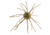 Strike King Tumbleweed Salted Softbait, 4 pack, 3in, Green Pumpkin, 12-36258