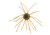 Strike King Tumbleweed Salted Softbait, 4 pack, 3in, Smallmouth Candy, 12-36257