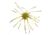 Strike King Tumbleweed Salted Softbait, 4 pack, 3in, Summer Craw, 12-36256