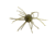 Strike King Tumbleweed Salted Softbait, 4 pack, 3in, Watermelon Red Flake, 12-36262