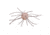 Strike King Tumbleweed Salted Softbait, 4 pack, 3in, White Sauce, 12-36254