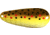 Thomas Cyclone Wobbler Casting/Trolling Spoon, 1 3/4", 1/4 oz, Brown Trout, S515-BT