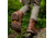 Timberland Earthkeepers Original Casual Boot - Mens-Red Brown-Medium-9.5