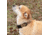 United States Tactical K9 Flashbang Collar, Coyote, UST-K9C00302