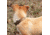 United States Tactical K9 Flashbang Collar, Coyote, UST-K9C00302
