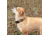 United States Tactical K9 Flashbang Collar, Coyote, UST-K9C00302