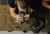 VECTRONIX SHOOTING SOLUTIONS Vector X 42 12x42mm Rangefinding Binocular, MSR-DMR Reticle, 917238-DIST