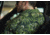 Vertx Dadeland CCW Short Sleeve Shirt - Mens