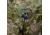 Vivobarefoot Tracker Forest Esc Shoes - Mens, Forest Bracken, 49, 309161-0149