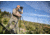 Vortex Diamondback HD 15x56mm Binocular, Roof, Rubber, Green, DB-218
