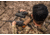 Vortex Ranger HD 3000 10x42mm Laser Rangefinding Binocular, Green, LRF-RGR3000