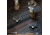 Wicked North Gear The Change Up Antler Display Kit, Black, B801-A002