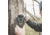 Wildgame Innovations Terra Cell 20MP Trail Camera, VERIZON, 720p HD, Brown, WGI-TERAWVZ