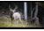 Wildgame Innovations ZeroTrace PureION Field Generator, Camo, WGI-WGIPG0001