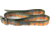 Wingo Outdoors Basecamp Belt - RepYourWater, Cutthroat Trout, One Size Fits Most, W-BAS-506-OS