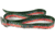 Wingo Outdoors Basecamp Belt - RepYourWater, Rainbow Trout, One Size Fits Most, W-BAS-509-OS