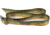 Wingo Outdoors Basecamp Belt - RepYourWater, Tiger Trout, One Size Fits Most, W-BAS-512-OS