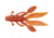 Yamamoto Baits Flappinft Hog Creature Bait, 7, 3.75in, Fire Craw, YAM-FH-07-9003