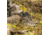 Zamberlan Leopard GTX RR Hiking Shoes - Mens, CM, 13, 1213ZCMM-13
