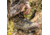 Zamberlan Lynx Mid GTX RR Boa Hiking Shoes - Mens, CM, 11.5, 4014ZCMM-11.5