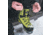 Zamberlan Mountain Lite GTX RR S3 Shoes - Mens, Acid Green, 8, 5090AGM-42-8