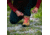 Zamberlan Trail Lite Evo Gtx Wns Hiking Shoes - Womens, BR, 6.5, 0320ZBRW-6.5