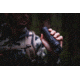 ATN BlazeSeeker-207 1-8.8x Thermal Imaging Monocular 12 Micron, 256x192, Black, TIMNBLS207