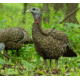 Avian X Turkey Decoy, Lookout, AVX-AVX8006