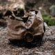 Barebones Wiregate Carabiner Large