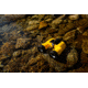 Barska 7x50mm Floatmaster Floating Porro Prism Waterproof Binoculars,Yellow, AB12738