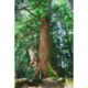 Black Diamond Ethos Shorts - Womens, White Oak, Medium, AP7501572019MED1