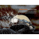 Fenix Lighting HP35R SAR Lithium Ion 4000 Lumens XHP70 LED, Luminus SST20 LED Headlamp, Black, HP35RXSR